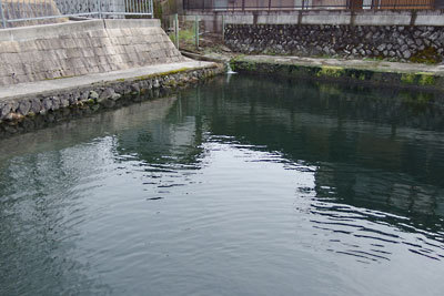 滋賀県北部・伊吹山麓扇状地の扇端集落「杉澤」の中心部にある湧水の池