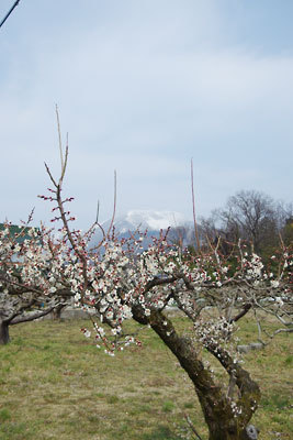 滋賀県北部の古街道沿いの宿場「春照」集落外れの梅園から見えた、雪を戴く伊吹山