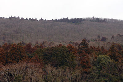 滋賀県北部・伊吹山麓の上野集落と弥高集落の間で見た、冬枯れの森が広がり春到来の遅さを感じさせる伊吹山の山腹