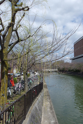 京都市街東部・岡崎にある細見美術館向かいを流れる琵琶湖疏水と、風にそよぐ柳の新芽