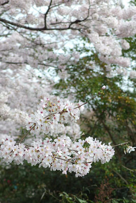 2016年4月3日の京都「哲学の道」の、部分によれば満開、あとは8分9分咲きの桜