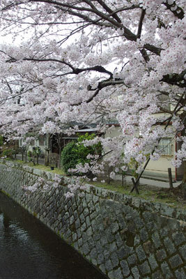 満開もしくは8分・9分咲きの、京都「哲学の道」の桜並木と琵琶湖疏水（2016年4月3日撮影）