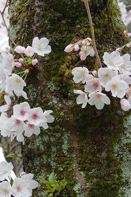 幹からも花が咲きこぼれる、京都「哲学の道」の桜（2016年4月3日撮影）