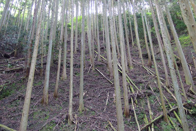 京都東山の中腹沢筋を通る鹿ケ谷古道対岸の急斜面の、かなり上方まで造られた謎の石垣