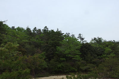 荒天到来を暗示する不穏さ漂う、滋賀県南部・湖南アルプスの野営地付近の稜線の樹々。
