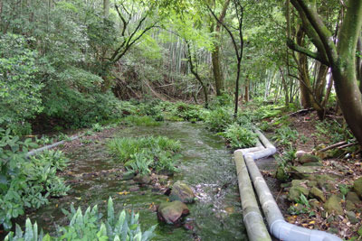 大山裾野台地の浅い谷の奥から多量に水が湧く、鳥取県西部伯耆地方「本宮湧水」の水源