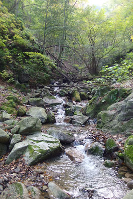 滋賀県西部・比良山脈北部の沢淵「大擂鉢」横の、清冽な水が流れ下る奥山風情に富んだ支流谷
