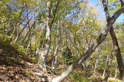 滋賀県西部・比良山脈北部の沢淵「大擂鉢」横の支流谷道の標高700mを超えた辺りから現れた黄葉のブナ林