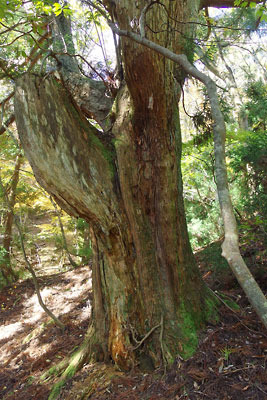 滋賀県西部・比良山脈北部の沢淵「大擂鉢」横の支流谷道の上部に現れた巨大な台杉