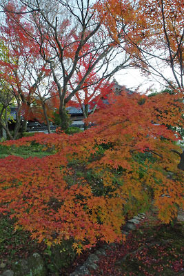 夕暮れに赤いあかりを灯すような、京都・真如堂の楓紅葉