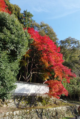 孤高の盛りを見せる、京都市街東郊・琵琶湖疏水分線傍の霊鑑寺門跡「宗諄女王墓」の紅葉