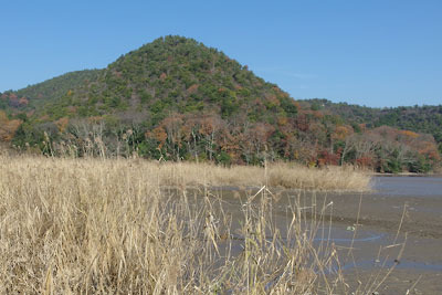 晴天に映える紅葉の遍照寺山と葦繁る麓の広沢池
