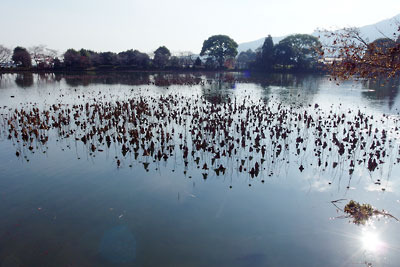 水面に冬枯れの蓮のぞく、京都市街北西・嵯峨野「大覚寺」の池
