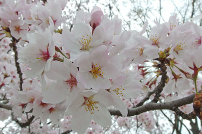 京都市街東部・賀茂川（鴨川）河岸に咲く満開の桜の花の接写
