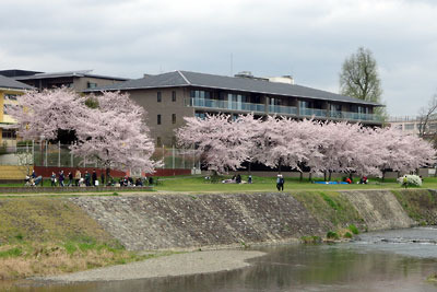 京都市街東部・賀茂川（鴨川）西岸に続く満開の桜並木