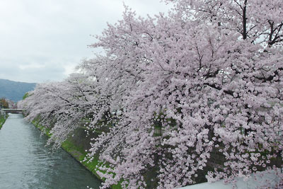 京都市街東部・川端冷泉付近の琵琶湖疏水沿いに続く満開の桜並木