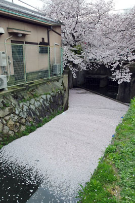 京都市街東部・銀閣寺前の疏水分線の堰に溜まって美しい帯を成す桜の花びら