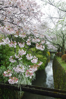 夕方までの雨により桜の花や樹々が色を増した、京都市街東部・琵琶湖疏水分線（哲学の道）