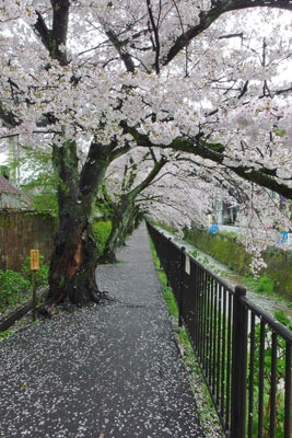 「地に舞う」花弁の様もまた良い、京都市街東部を流れる白川沿いの桜