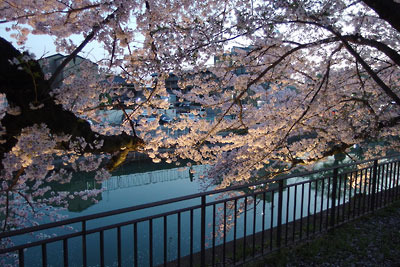 京都市立美術館の庭からみた、夕照やライトを反す桜の花と、夕空映す琵琶湖疏水の水面の美しさ
