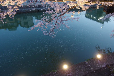京都市立美術館の庭からみた、琵琶湖疏水の水面を流れる桜の花弁と2基の堰堤照明