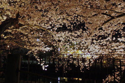 京都市立美術館の庭に設けた宴席端の、宵闇に咲き誇る桜花