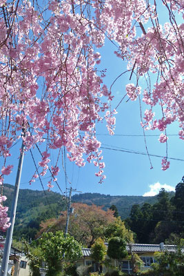 京都・愛宕山登山西方ルートの起点となる水尾集落の、学校前の桜下から見た愛宕山の稜線とその神木並木