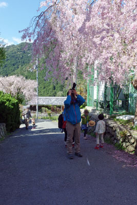 京都・愛宕山西裏の集落「水尾」の学校前の枝垂桜を楽しむ参加者