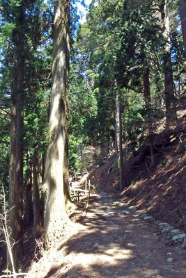 京都・愛宕山山頂にある愛宕神社参道の神木として残された、水尾別れ上方・表参道沿いの大木並木