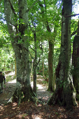 京都北山奥地のダンノ峠から廃村八丁方面に続く、品谷山尾根のブナやカエデ・ホオ等の巨木の天然林