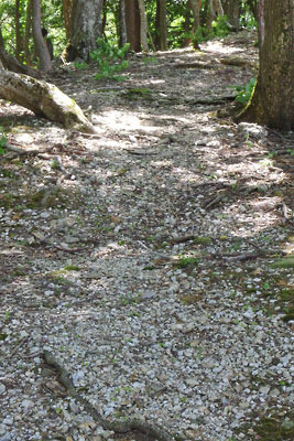 京都北山奥地のダンノ峠から廃村八丁方面に続く、品谷山尾根の古道上に散り続く白い石