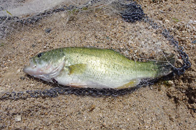 琵琶湖西岸での投網による小鮎（稚鮎）漁で偶然網にかかった外来魚「ブラックバス」