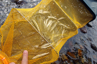 ビク（魚籠）に入った滋賀県西部・安曇川での投網の成果