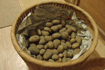 古い飯籠で保存される、京都の町家菜園で獲れた小玉ジャガイモ