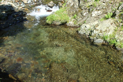 京都市街北部の高所集落「芹生」を流れる美麗な灰屋川の澄んだ水
