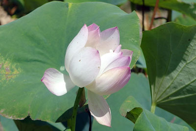京都南部の東一口（ひがし・いもあらい）集落近くの旧巨椋池底の栽培地で見た、在りし日の巨椋池の名物「蓮の花」
