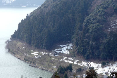 福井県若狭地方・三方五湖の長尾島尾根道から見えた長尾島南岸の梅林