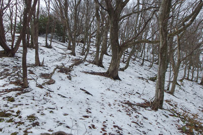 1月にもかかわらず積雪が少ない、京都・雲取山山頂の北面