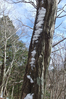 京都・雲取山山上の樹幹に残る、風雪の名残り