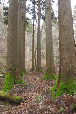 針葉植樹の大径木の並木に守られた、京都・雲取山二ノ谷の古道