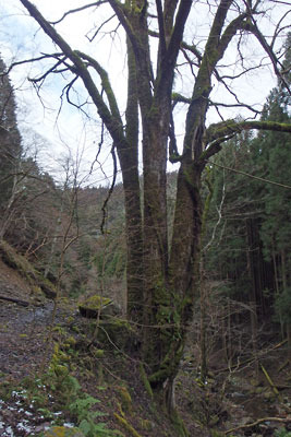 京都・雲取山の二ノ谷・三ノ谷間の林道脇にあった桂と思われる大木