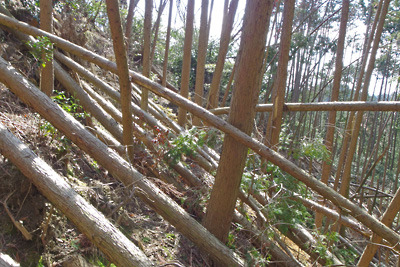 深禅院推定地東の尾根斜面に連なる台風倒木
