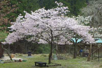京都市北部の山上集落・芹生の奥で満開を迎える5月の桜