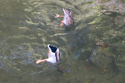 半身を水に潜らせ水底に餌を求める二羽の鴨。疏水分線（哲学の道）にて2019年11月5日撮影