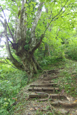 巨木が混じる自然林に囲まれた早月尾根西端の登坂路