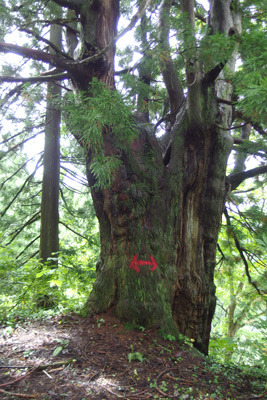 道標が記された早月尾根上の立山杉の巨木