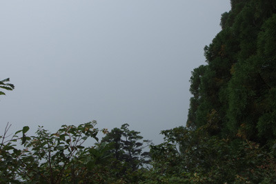 剱岳早月道途中の樹々の間から覗く、霧による視界不良