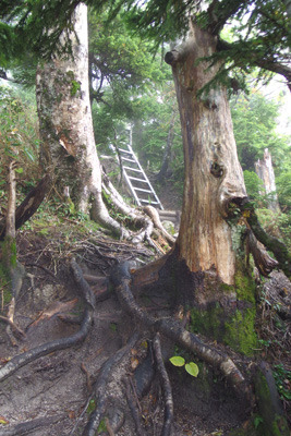 剱岳早月道の早月小屋手前に設けられた梯子場と尾根上の樹々