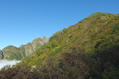 幕営地から見た早月尾根の紅葉と小窓尾根の岩稜