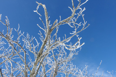 比良山脈南端の権現山山頂付近の樹枝に付く樹氷（海老の尻尾）